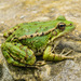 Cretan Frog - Photo (c) John Clare, some rights reserved (CC BY-NC-ND)
