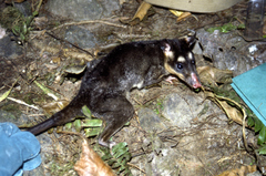 Philander opossum melanurus