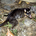 Philander opossum melanurus - Photo (c) Bitty A. Roy, some rights reserved (CC BY-NC), uploaded by Bitty A. Roy