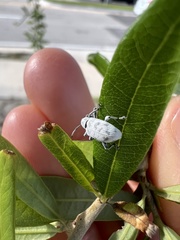 Myllocerus undecimpustulatus