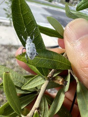 Myllocerus undecimpustulatus
