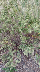 Minthostachys mollis