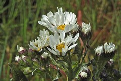 Senecio smithii
