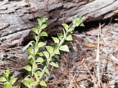 Acacia huegelii