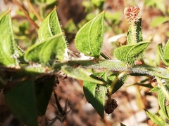 Acacia huegelii