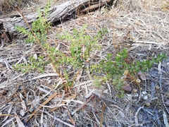 Acacia huegelii