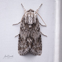 Acronicta longa