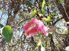 Corymbia calophylla