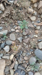 Austrocylindropuntia shaferi