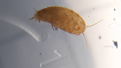 Atelurinae