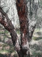 Corymbia calophylla