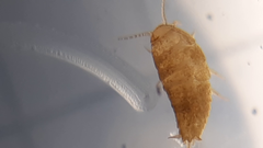 Atelurinae