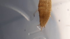 Atelurinae