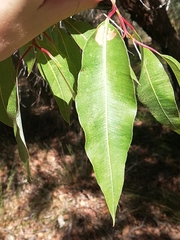 Corymbia calophylla