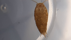 Atelurinae