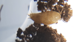 Atelurinae