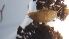 Atelurinae