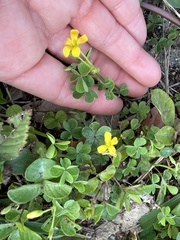 Oxalis