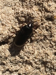 Anisodactylus caenus