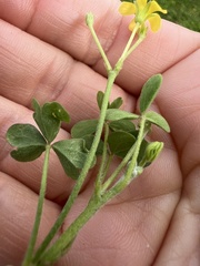 Oxalis