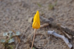 Eschscholzia lemmonii