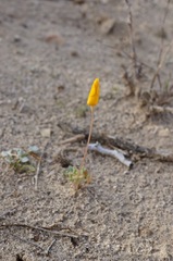 Eschscholzia lemmonii