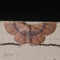 Leptostales ferruminaria