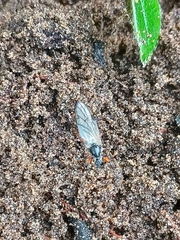 Bibio xanthopus