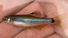 Pteronotropis hypselopterus