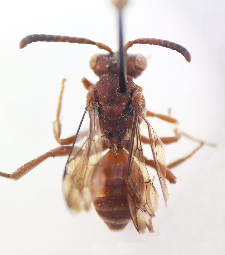Nomada sanguinea