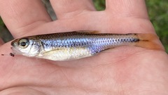 Notropis texanus