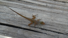 Anolis wattsii