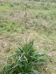 Eryngium paniculatum