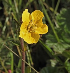 Geum magellanicum