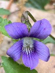 Viola affinis