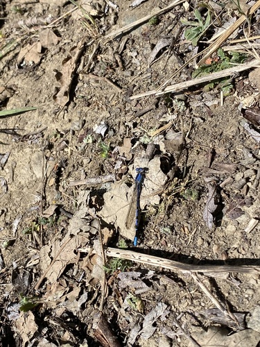 iNaturalist observation photo of Vivid Dancer