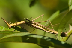 Tetanorhynchini