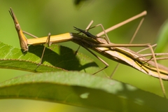 Tetanorhynchini