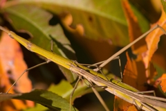 Tetanorhynchini