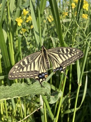 Papilio xuthus