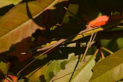 Tetanorhynchini