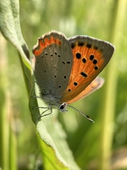 Lycaena phlaeas daimio