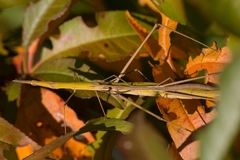Tetanorhynchini