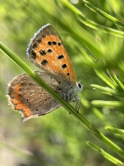 Lycaena phlaeas daimio