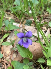 Viola affinis