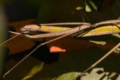 Tetanorhynchini