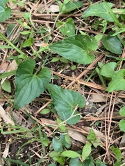 Viola affinis