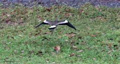 Vanellus chilensis cayennensis