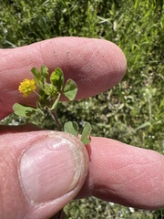 Trifolium dubium