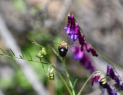 Xylocopa tabaniformis